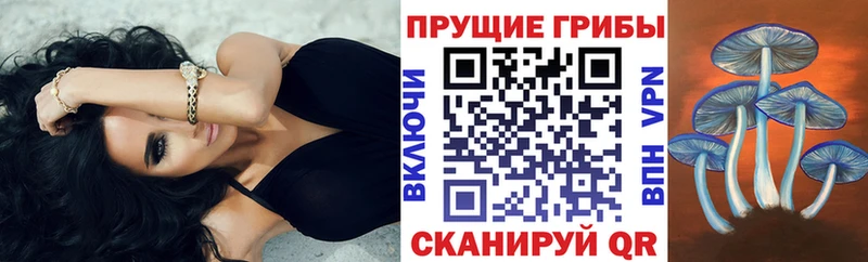 Галлюциногенные грибы Psilocybine cubensis  Ленинск-Кузнецкий 